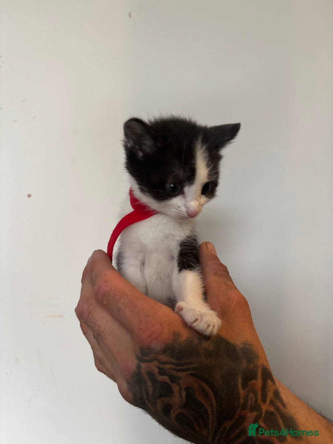 Mixed Breed cats for sale: Beautiful Black & White Kittens  - Image 16