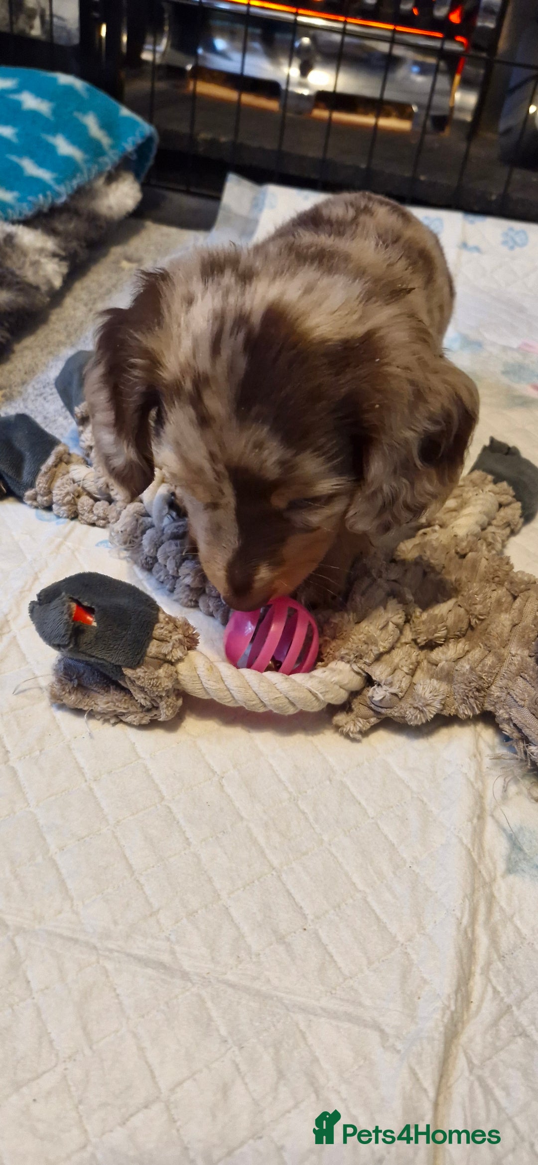 Miniature Dachshund dogs for sale: Longhaired miniature dachshunds  - Image 9