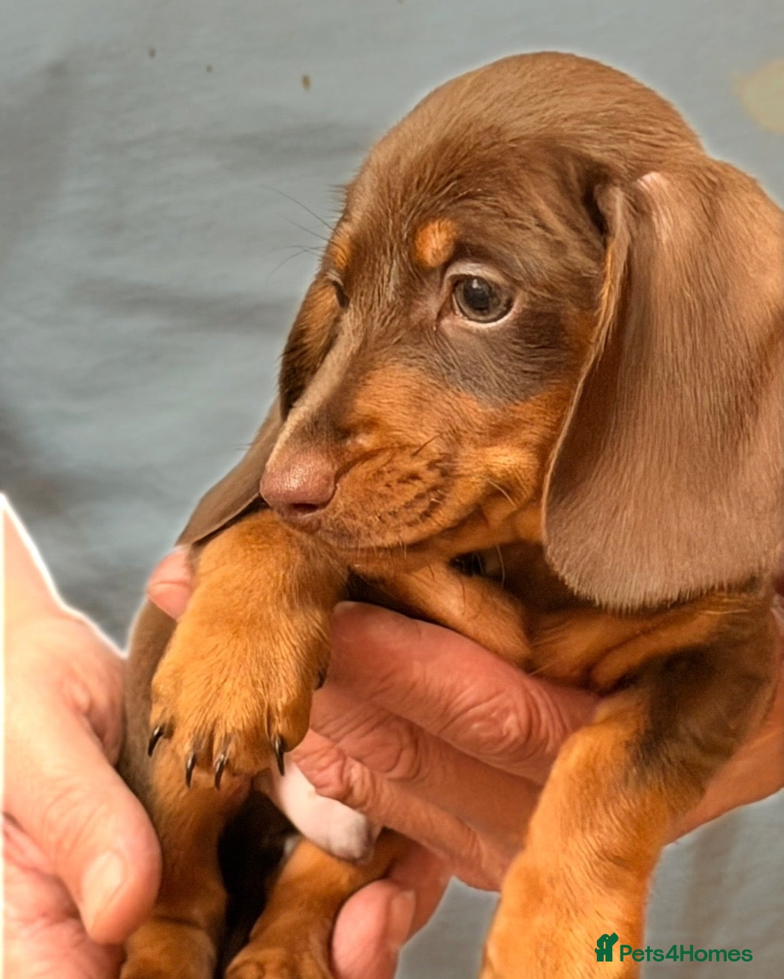 Dachshund dogs True miniature dachshund boys ready now  - Advert 14