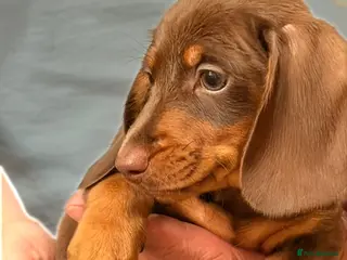 Dachshund dogs True miniature dachshund boys ready now - Advert 14