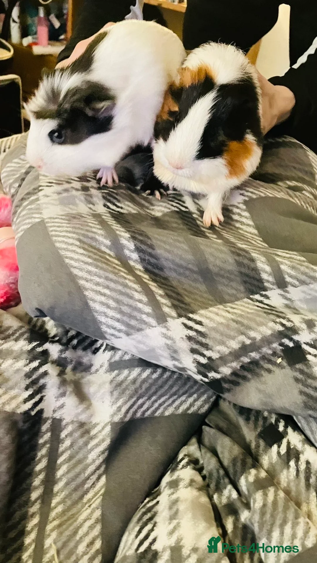 Guinea Pig rodents for sale: 2 guinea pigs, one male one female  in Nottingham - Advert 2