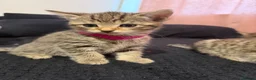 Bengal cats for sale: Bengal x tabby kittens  - Advert 8