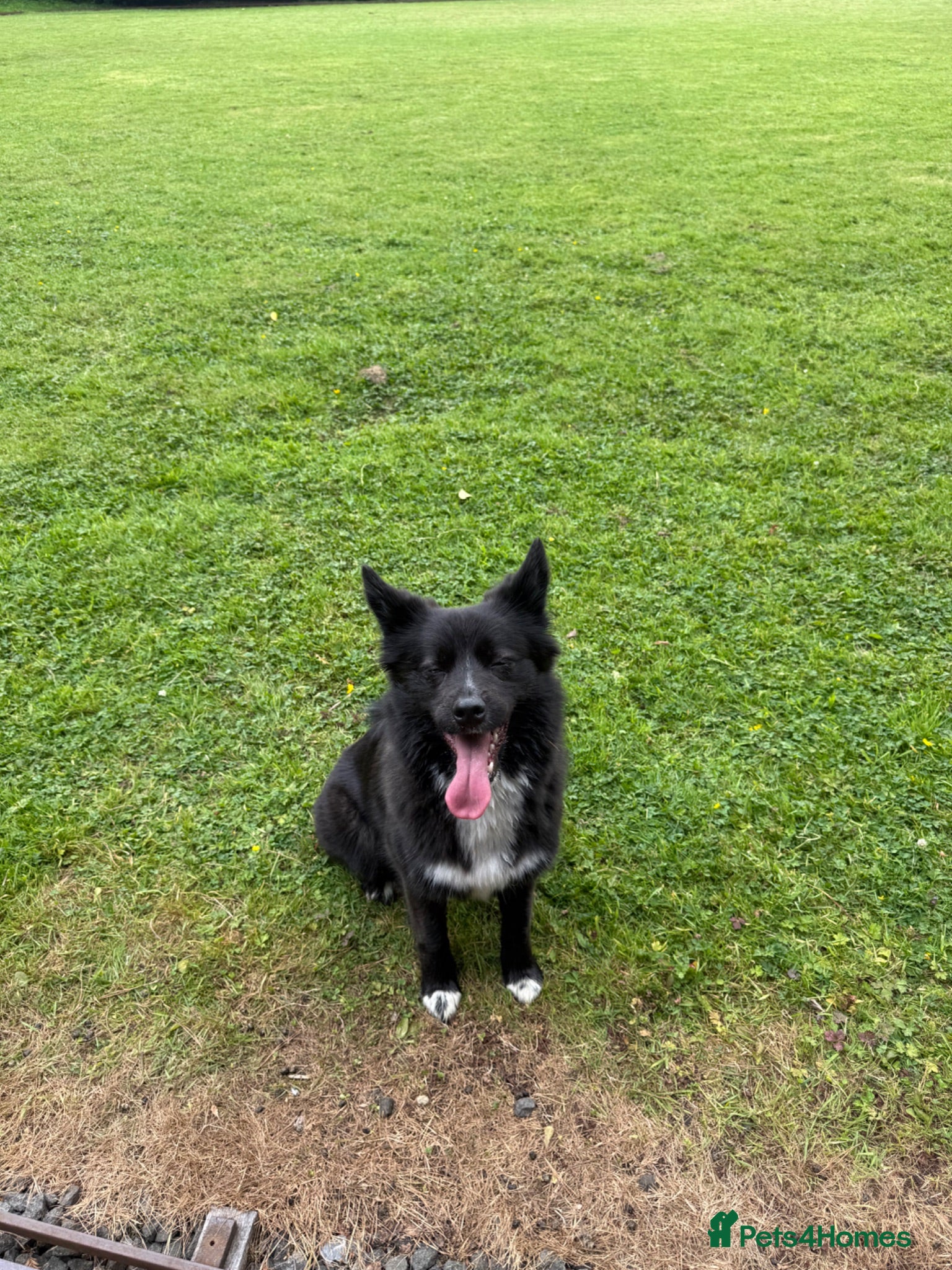 Pomsky dogs Pomsky for rehoming  - Advert 1