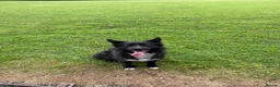 Pomsky dogs for sale: Pomsky for rehoming  - Advert 1
