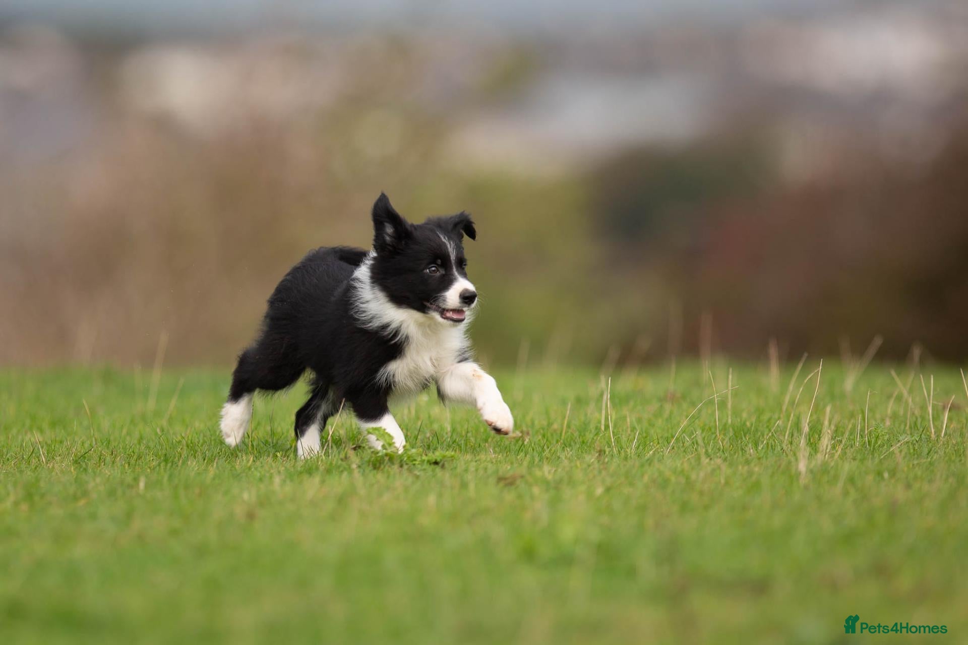 Border Collie dogs Border collie puppies  - Advert 1