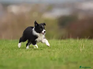 Border Collie dogs Border collie puppies - Advert 1