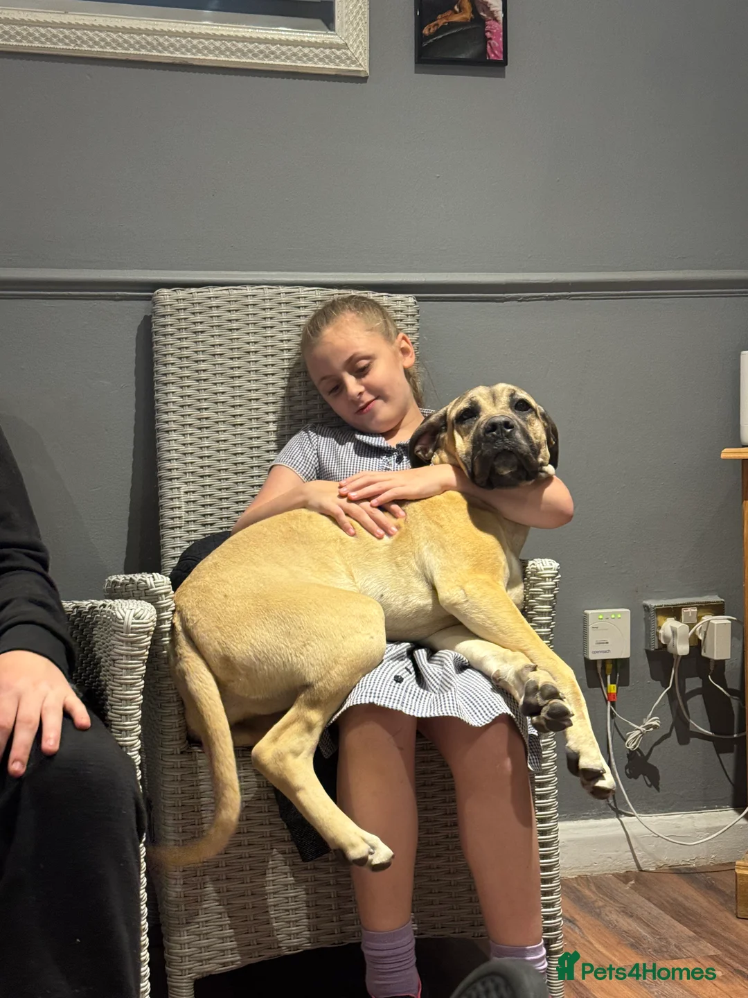 Cane Corso dogs for sale: Beautiful 1 year old cane corso female - Advert 9