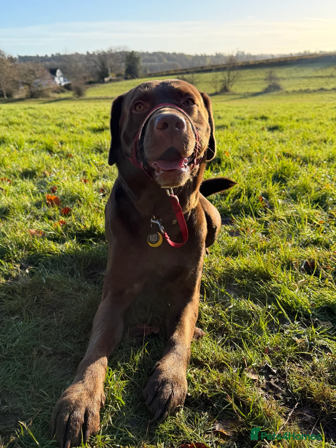 Labrador Retriever dogs for sale: Male chocolate Labrador  - Advert 3