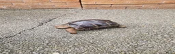 Tortoise reptiles for sale: Cb24 aldabra tortoise - Advert 4