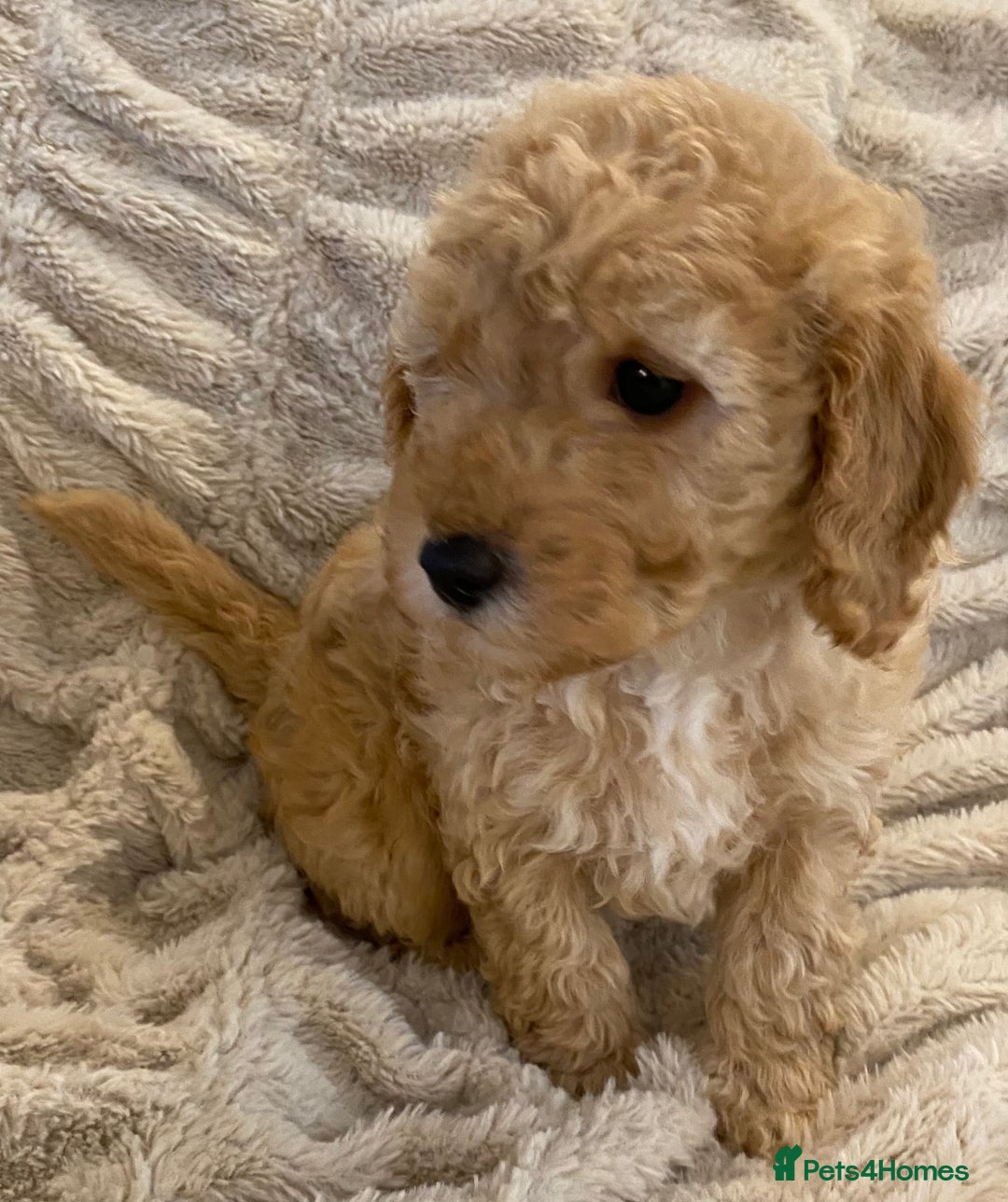 Cavapoo dogs for sale: Gorgeous Teddybear Cavapoo Puppies health checked  - Advert 21