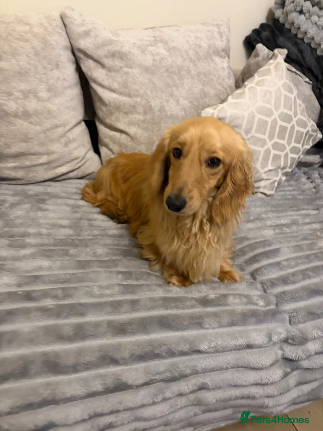 Miniature Dachshund dogs for stud: incredible cream long haired stud boy - Advert 8