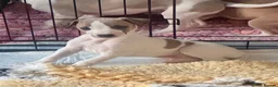Whippet dogs for sale: Beautiful whippet babies! in Ashton-under-Lyne - Advert 13