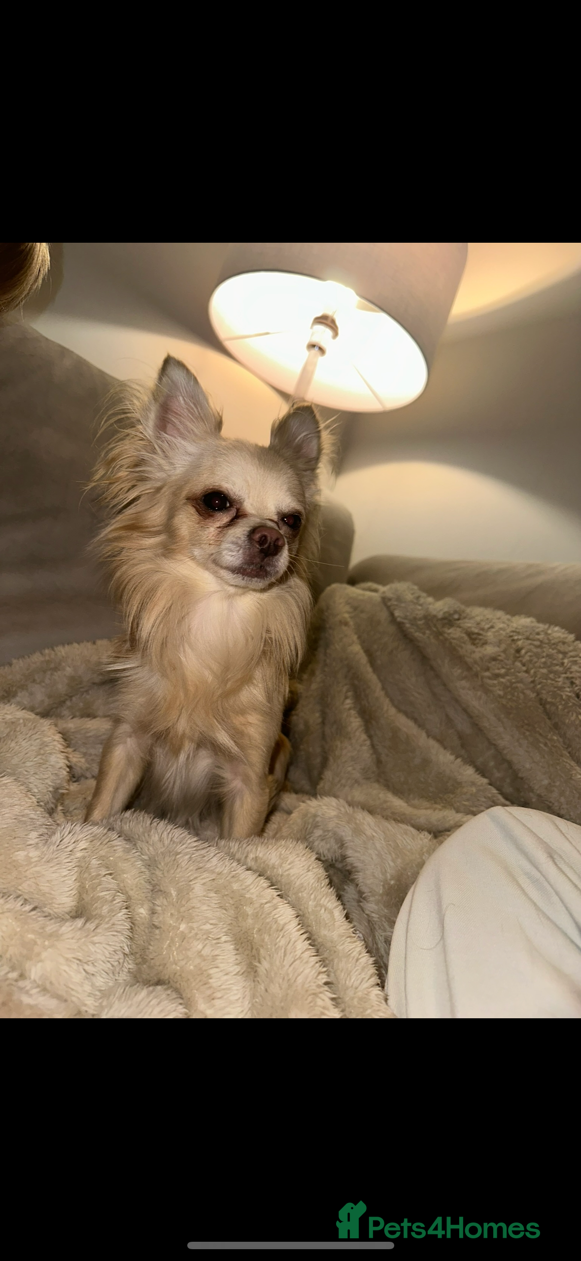 Chihuahua dogs Male chihuahua  - Advert 1