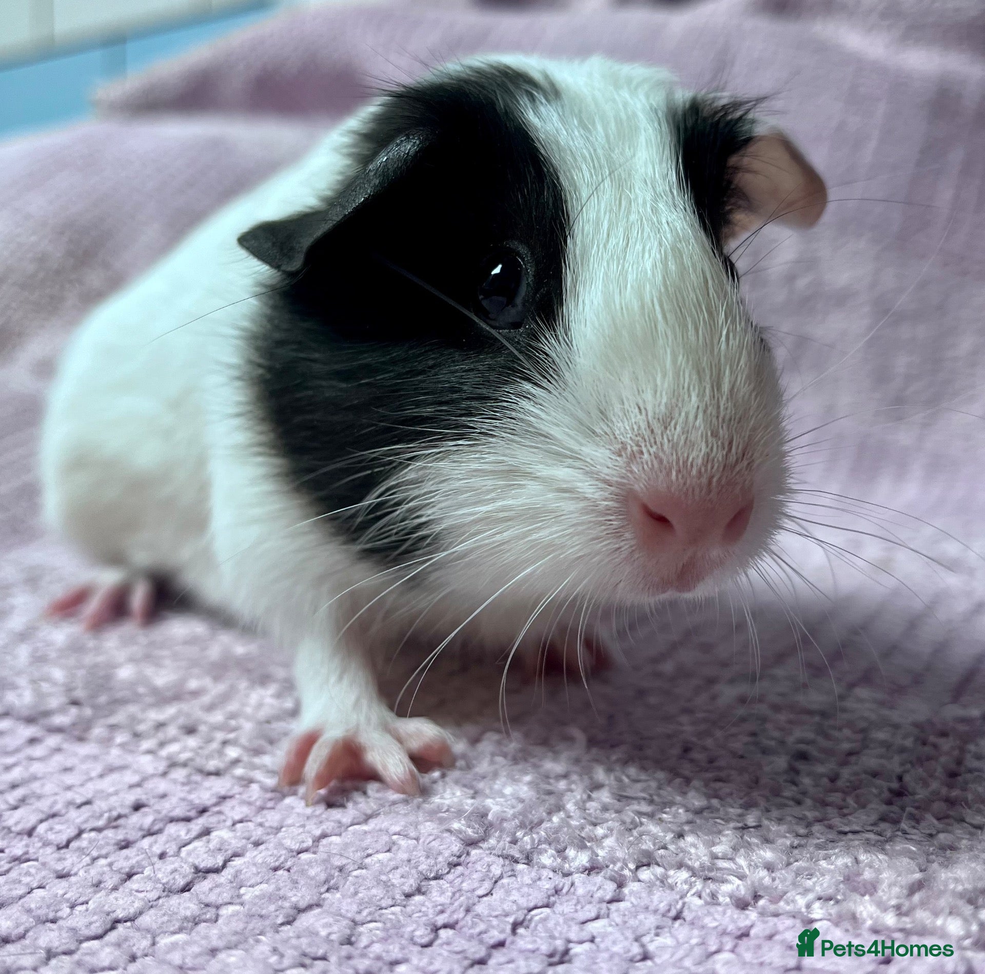 Guinea Pig rodents Young Sow Guinea pigs  - Advert 3