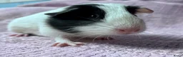 Guinea Pig rodents for sale: Young Sow Guinea pigs  - Advert 1