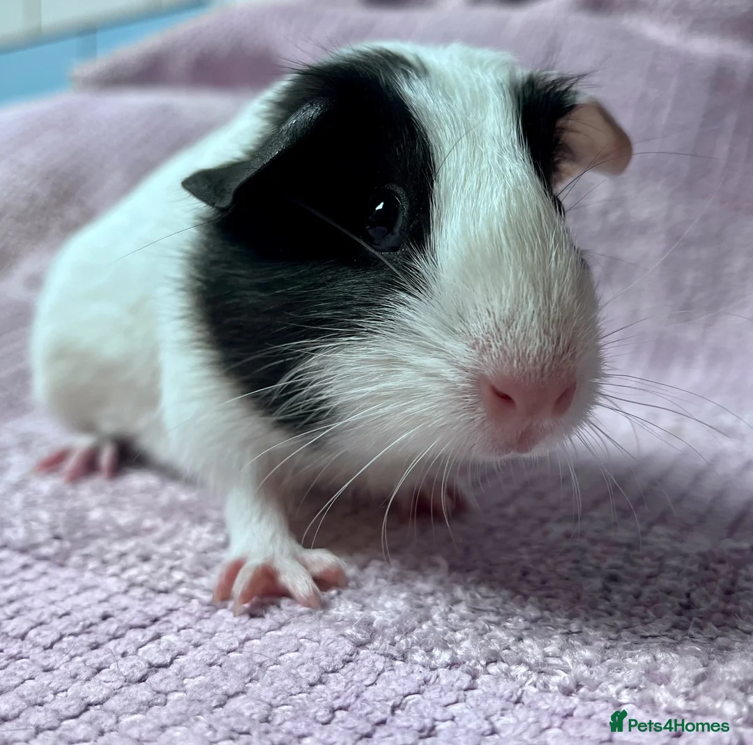 Guinea Pig rodents for sale: Young Sow Guinea pigs  - Advert 1