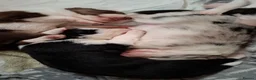 Border Collie dogs for sale: Border Collie Puppies blue eyes Tri Colour merle - Advert 6