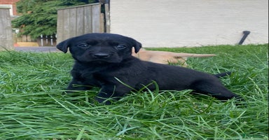Labrador Retriever dogs - Advert 2