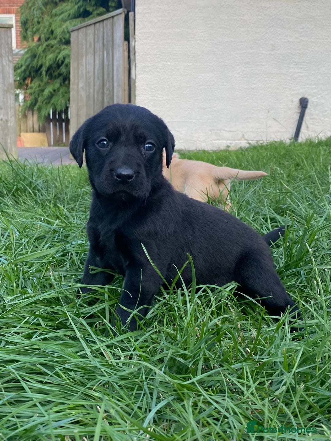Labrador Retriever dogs for sale: Exceptional Quality KC Reg Labrador Puppies  - Image 3