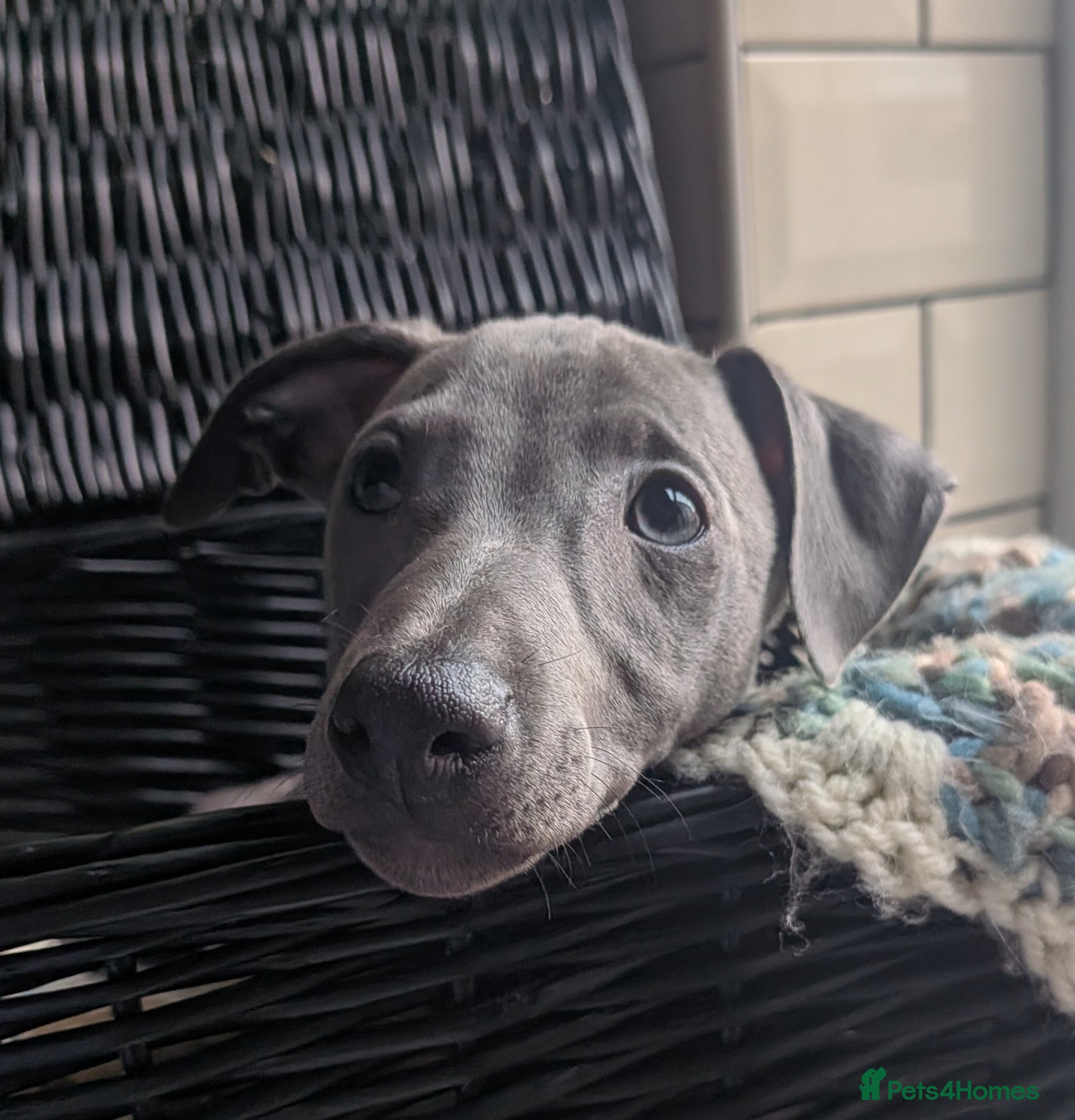 Italian Greyhound dogs **READY NOW** BEAUTIFUL IGGY'S  - Advert 1