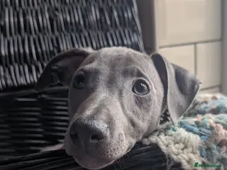 Italian Greyhound dogs **READY NOW** BEAUTIFUL IGGY'S - Advert 1