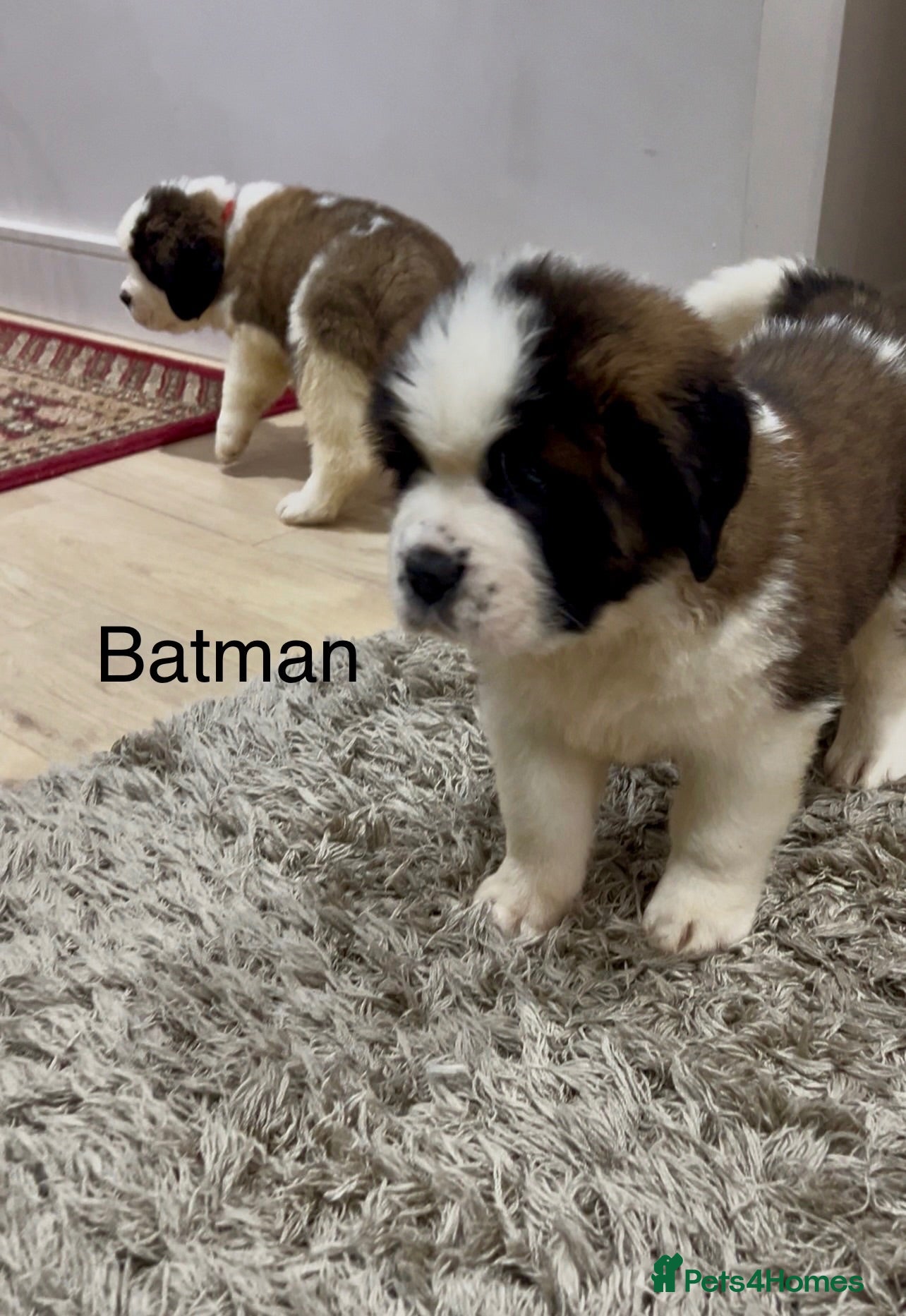 Saint Bernard dogs KC registered Show Quality Puppies 1 Boy & 1 Girl - Advert 2