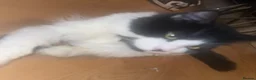 British Longhair cats for sale: Only £10 Lovely male cat  - Advert 3