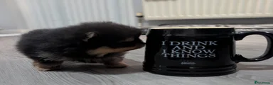 Frankie 
