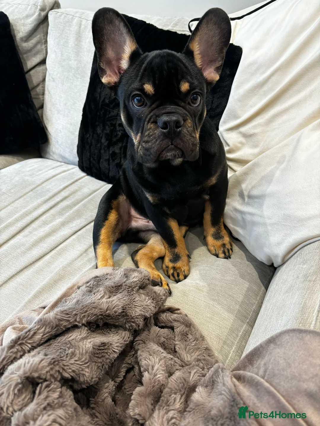 French Bulldog dogs for sale: Black and Tan French Bulldog in Aldershot - Advert 18