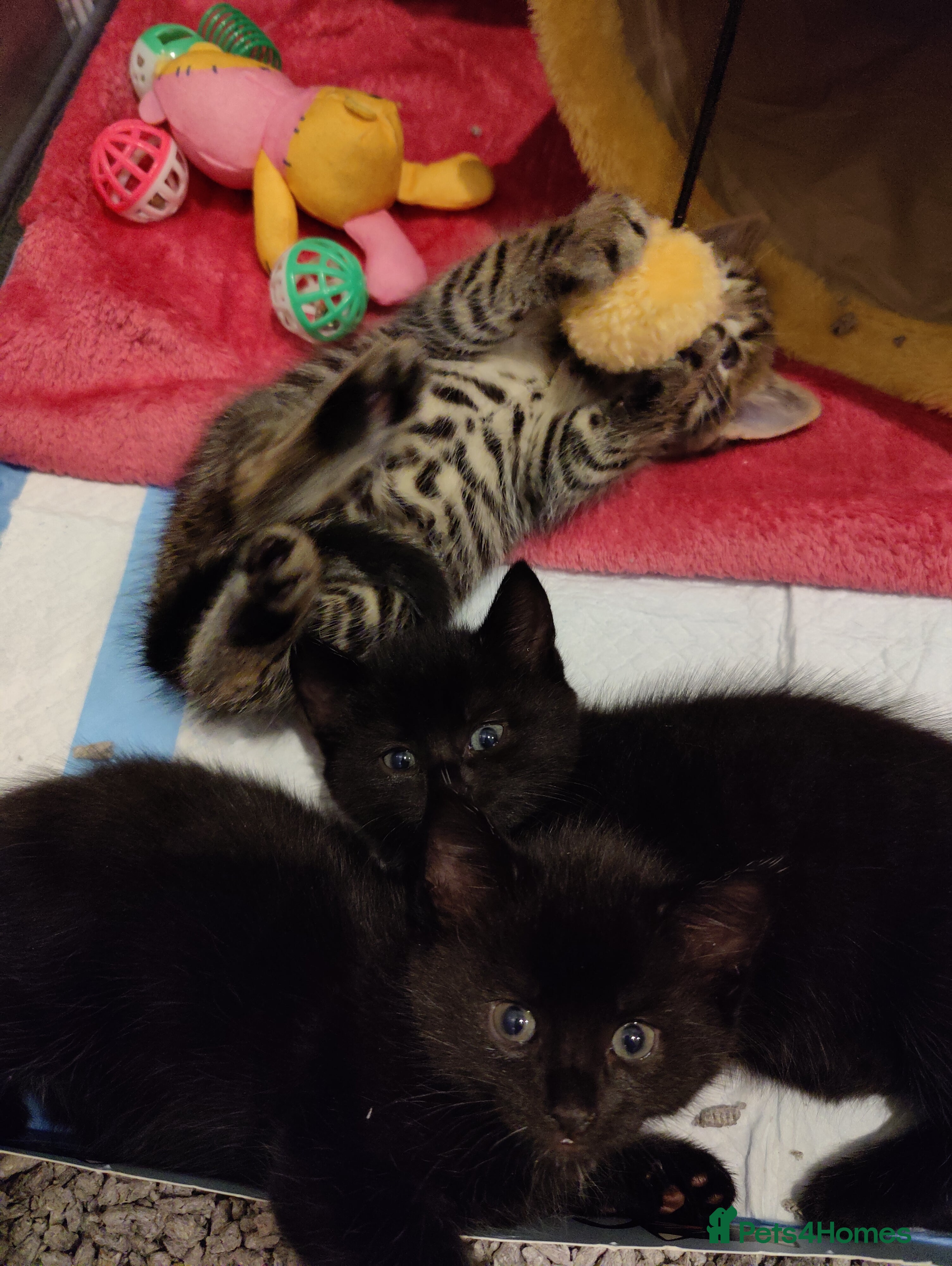 Mixed Breed cats 2 beautiful bonded Male Kittens, 1 Tabby,  1 Black - Advert 16