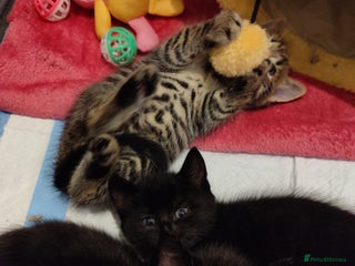 Mixed Breed cats 2 Beautiful Male Kittens, 1 Tabby and 1 Black - Advert 2