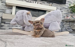 French Bulldog dogs for sale: Beautiful french bulldog puppies  - Image 2