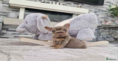 French Bulldog dogs - Advert 1
