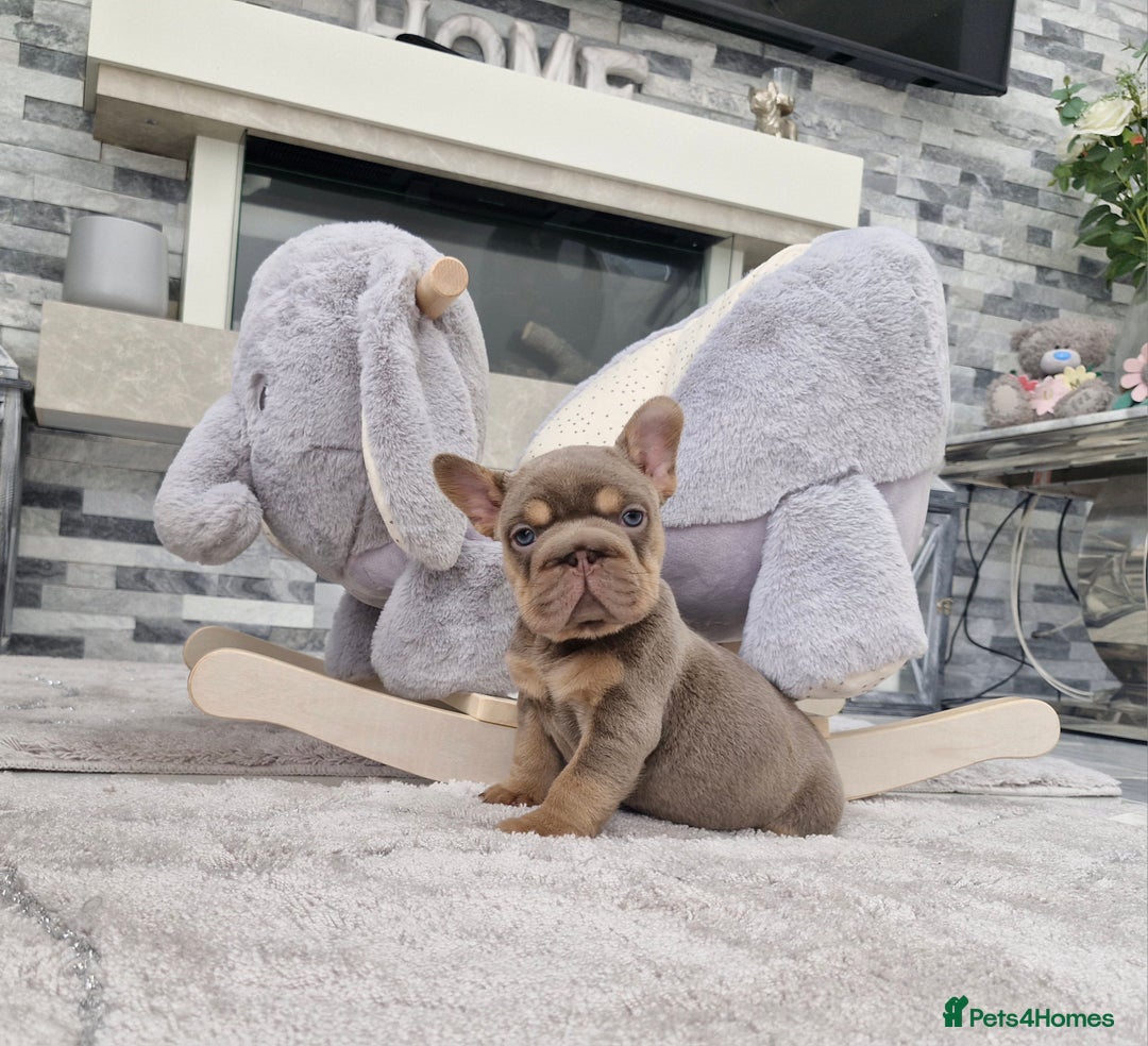 French Bulldog dogs for sale: Beautiful french bulldog puppies  - Image 2