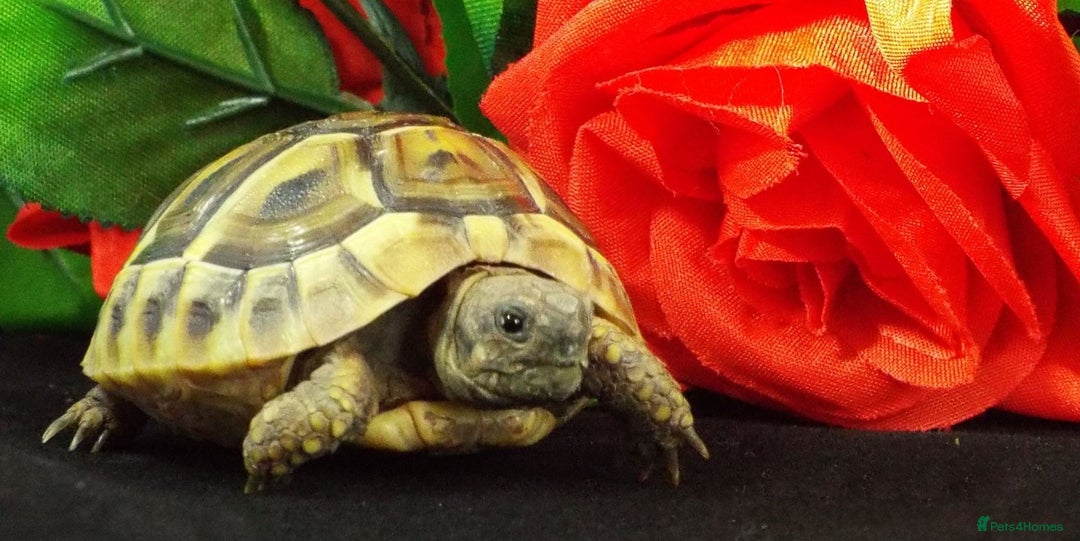 Hermann Tortoise reptiles for sale: Herman boettgeri hatchlings.  - Image 4
