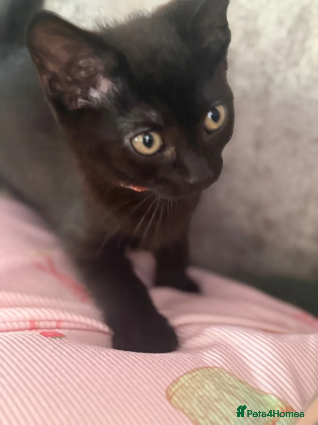 Mixed Breed cats for sale: Kitten rehoming  in Littlehampton - Advert 6