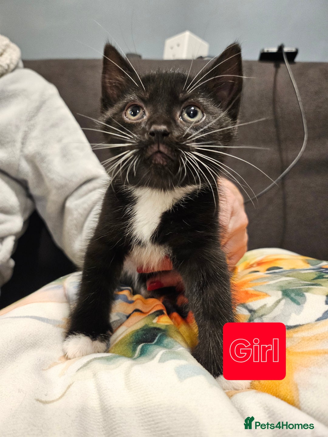 Mixed Breed cats for sale: 7 adorable black & white kittens  - Advert 1