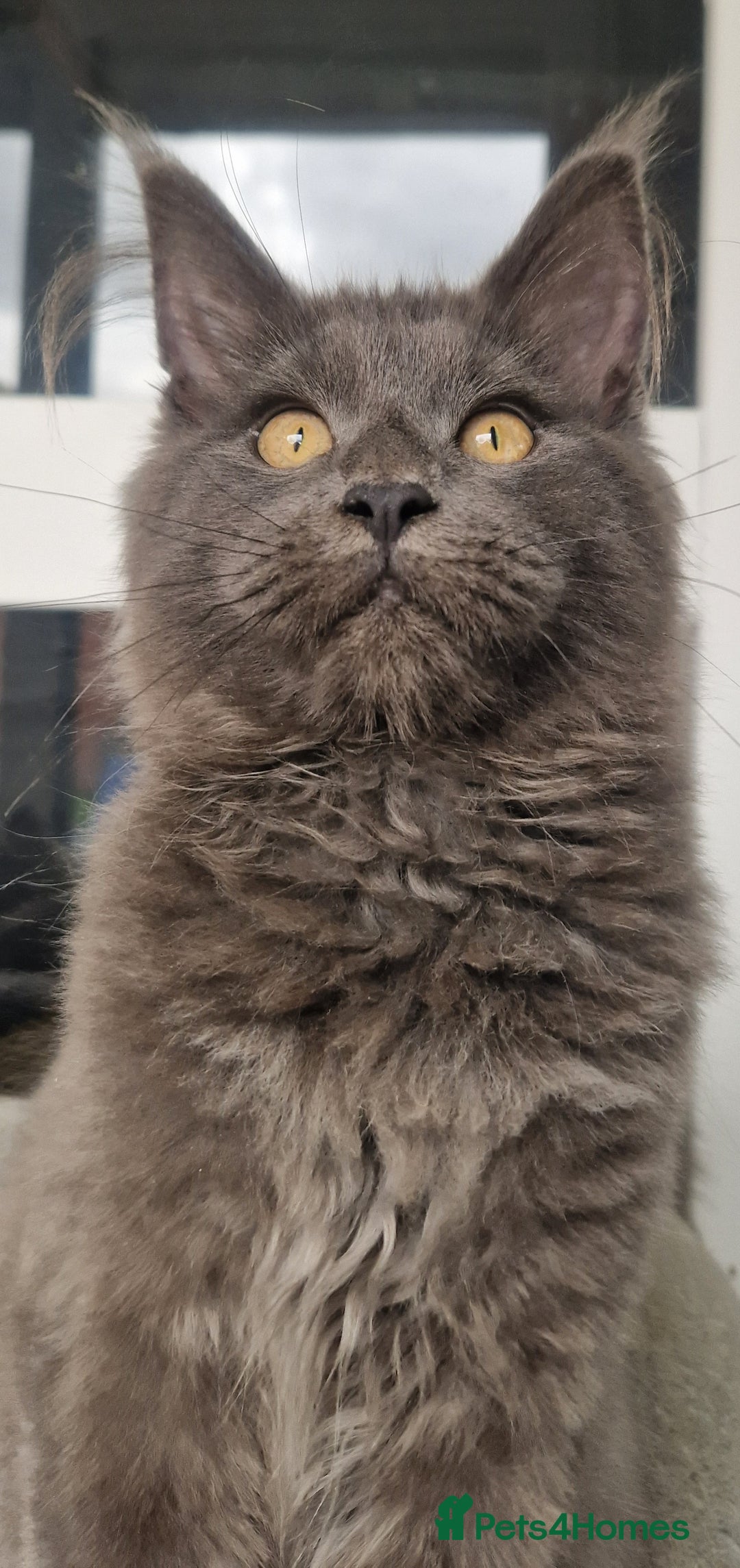 Maine Coon cats for sale: Maine coon kittens  - Image 4