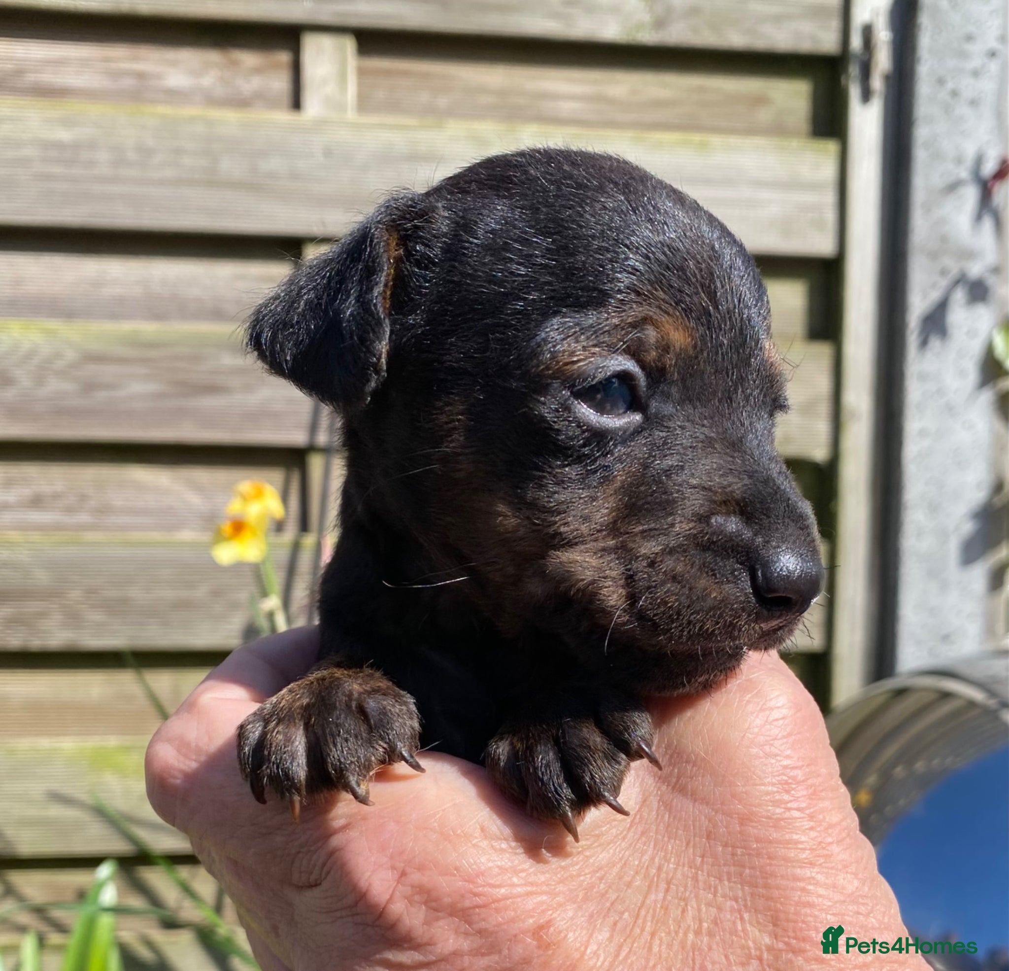 Mixed Breed dogs Beautiful Lakeland Terrier/Poodle Puppies - Advert 2
