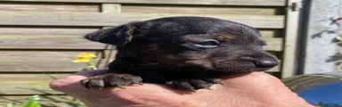 Mixed Breed Puppy 5