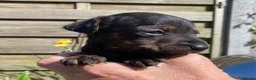 Mixed Breed dogs for sale: Stunning Lakeland Terrier/Poodle Puppies - Advert 13