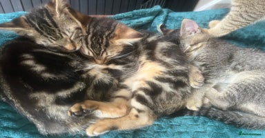 Mixed Breed cats - Advert 5