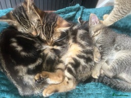 Mixed Breed cats - Advert 5