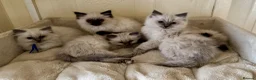 Ragdoll cats for sale: Beautiful Ragdoll kittens - Advert 7