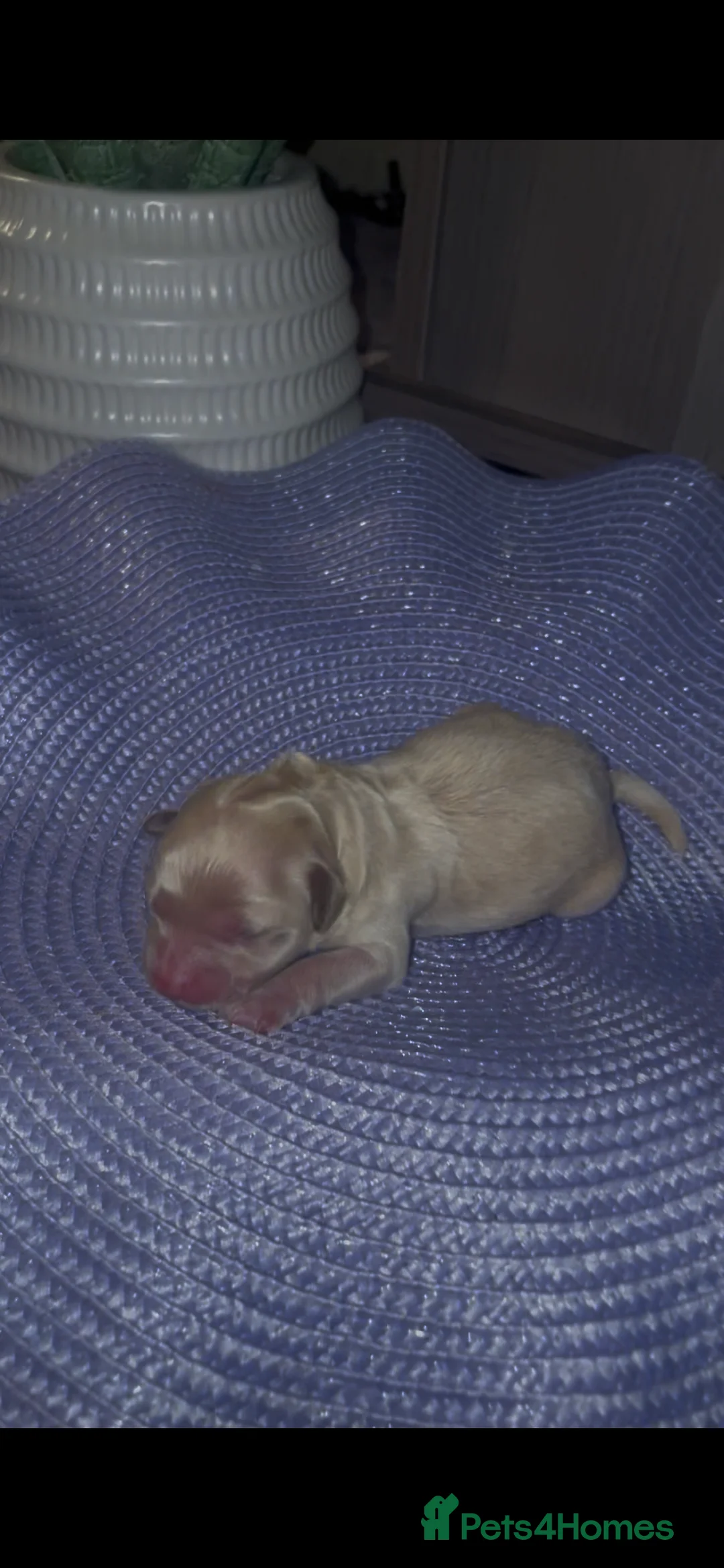 Mixed Breed dogs for sale: Toy poodles  - Advert 10