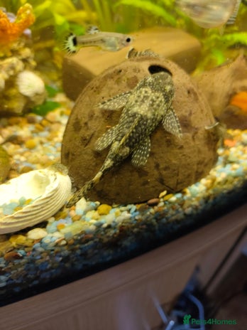 Catfish fish - Advert 1
