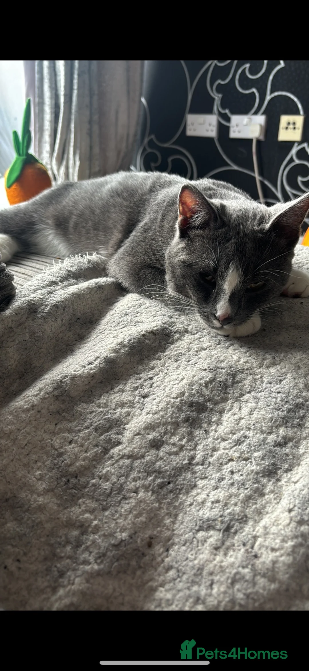 Domestic Shorthair cats for sale: Domestic Short hair cat tommy 2 years in Wolverhampton - Advert 2