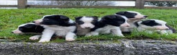 Border Collie dogs for sale: Border Collie Pups  - Advert 2