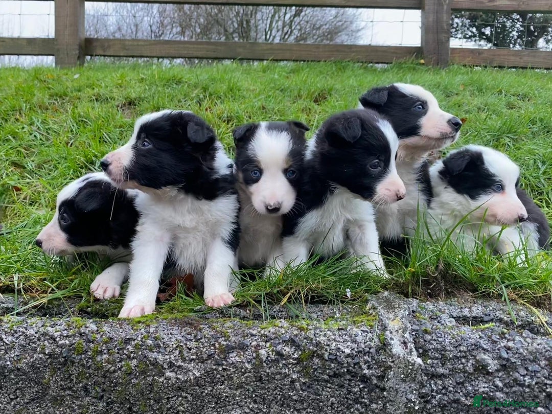 Border Collie dogs for sale: Border Collie Pups  - Advert 2