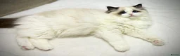 Ragdoll cats for sale: Dolly/baby face cuddling ragdoll boy - Advert 6